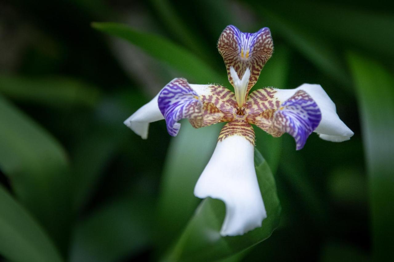 Pousada Flor De Lis Ilha Grande (Rio de Janeiro) Exterior foto